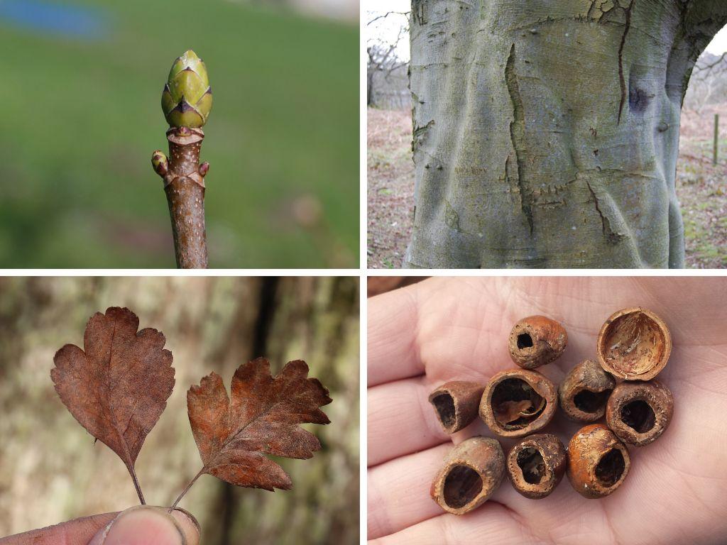 Quercus Macrocarpa Single Stem - View 7 from www redcrocus com
