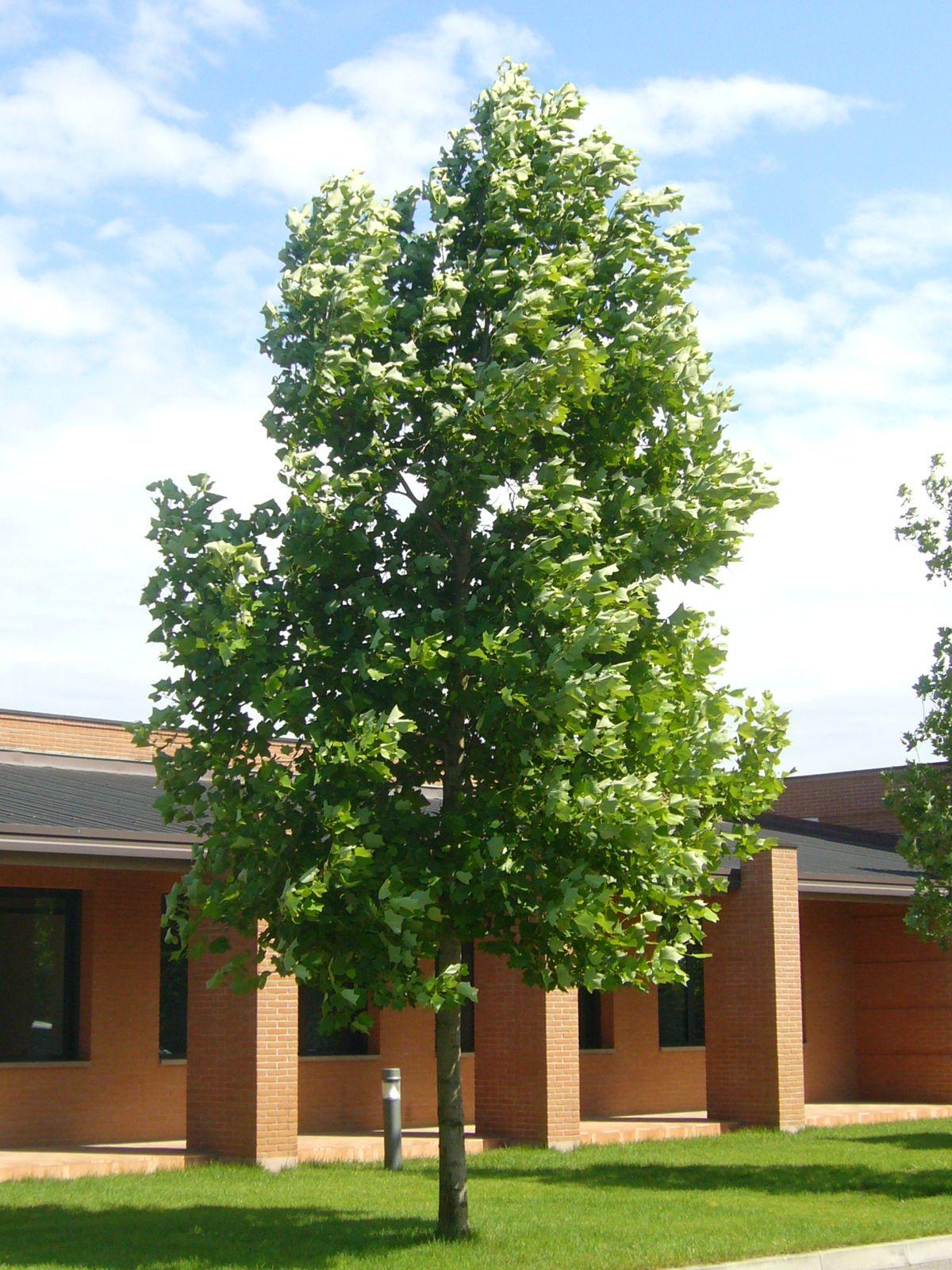 Liriodendron Tulipifera - View 9 from www redcrocus com