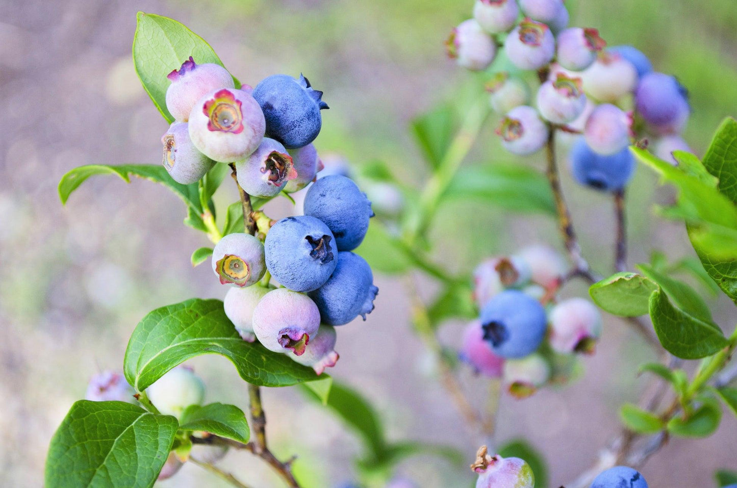 Blueberry, Vaccinium Corymbosum 'elliott' - View 9 from www redcrocus com