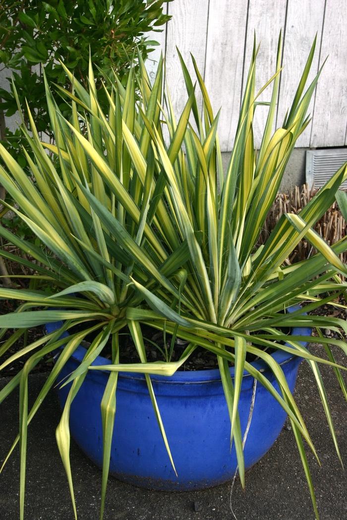 Yucca Filamentosa Color Guard - View 14 from www redcrocus com
