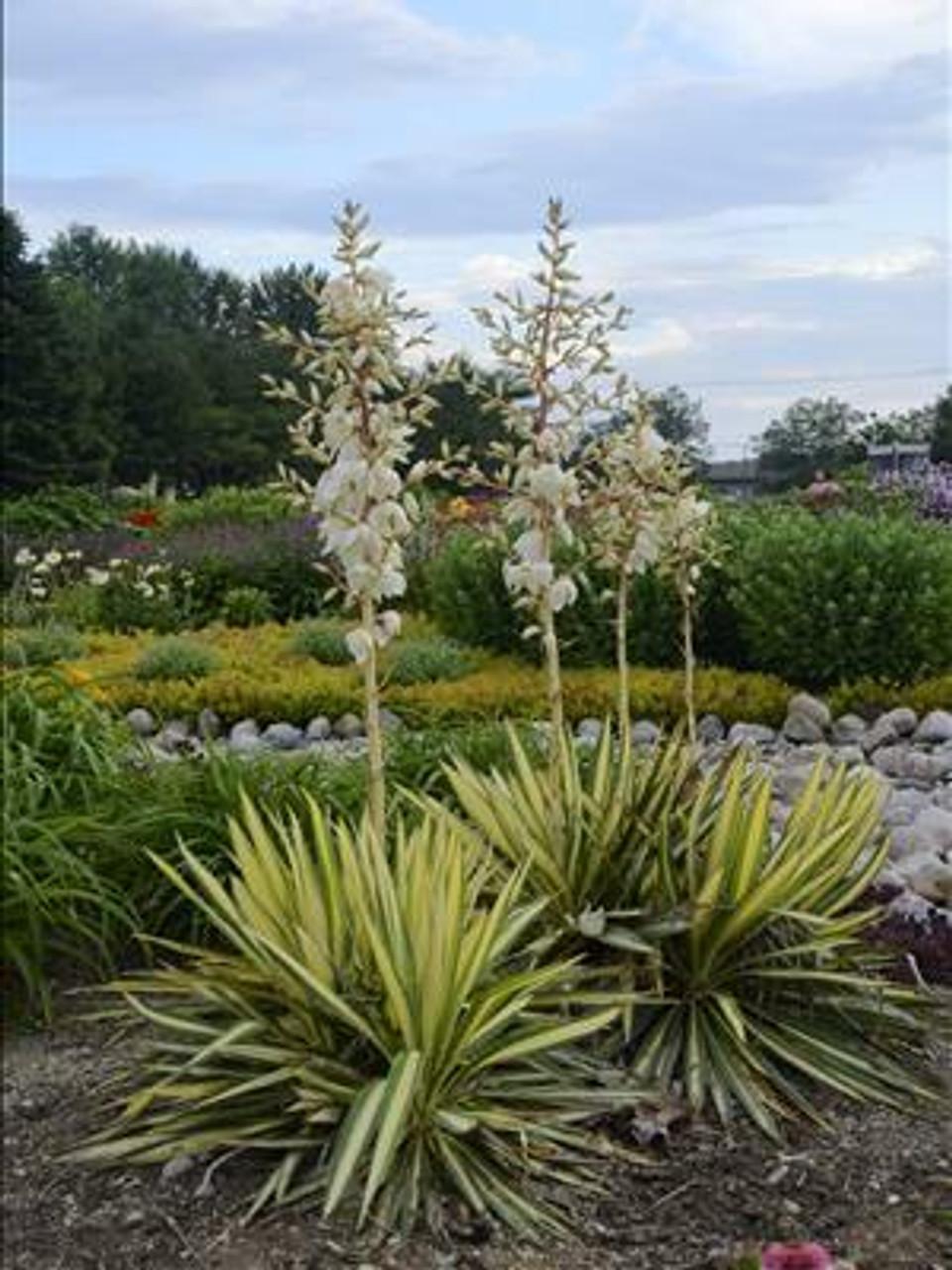 Yucca Filamentosa Color Guard - View 15 from www redcrocus com