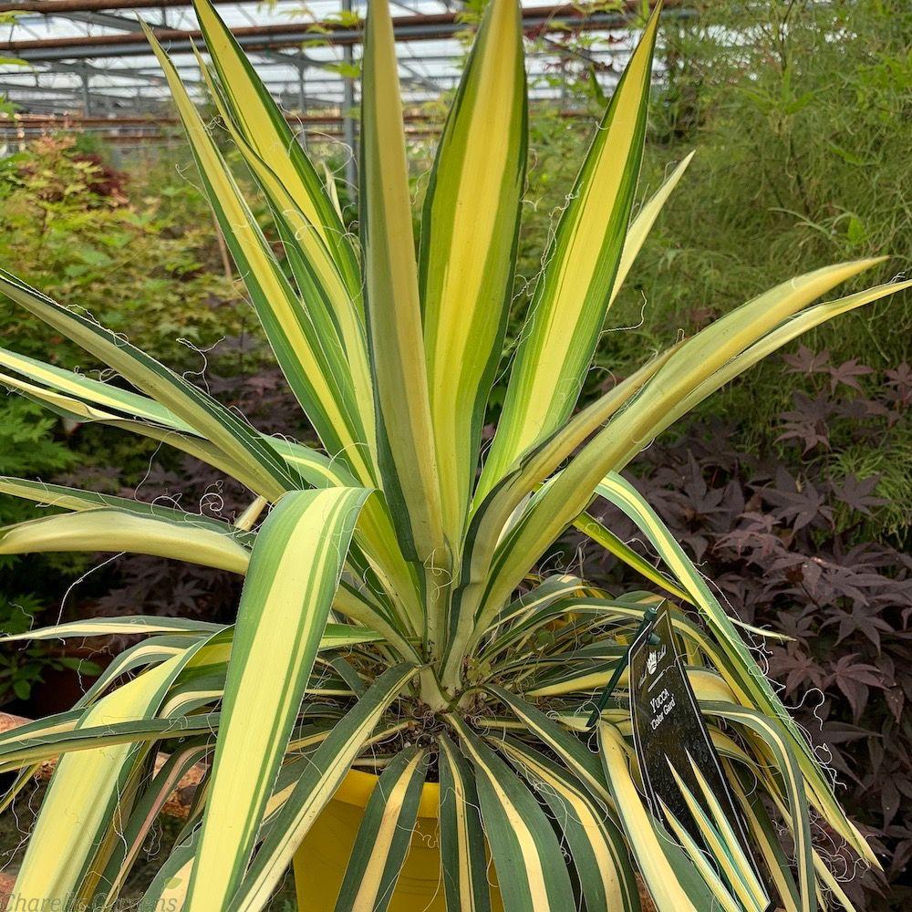 Yucca Filamentosa Color Guard - View 16 from www redcrocus com