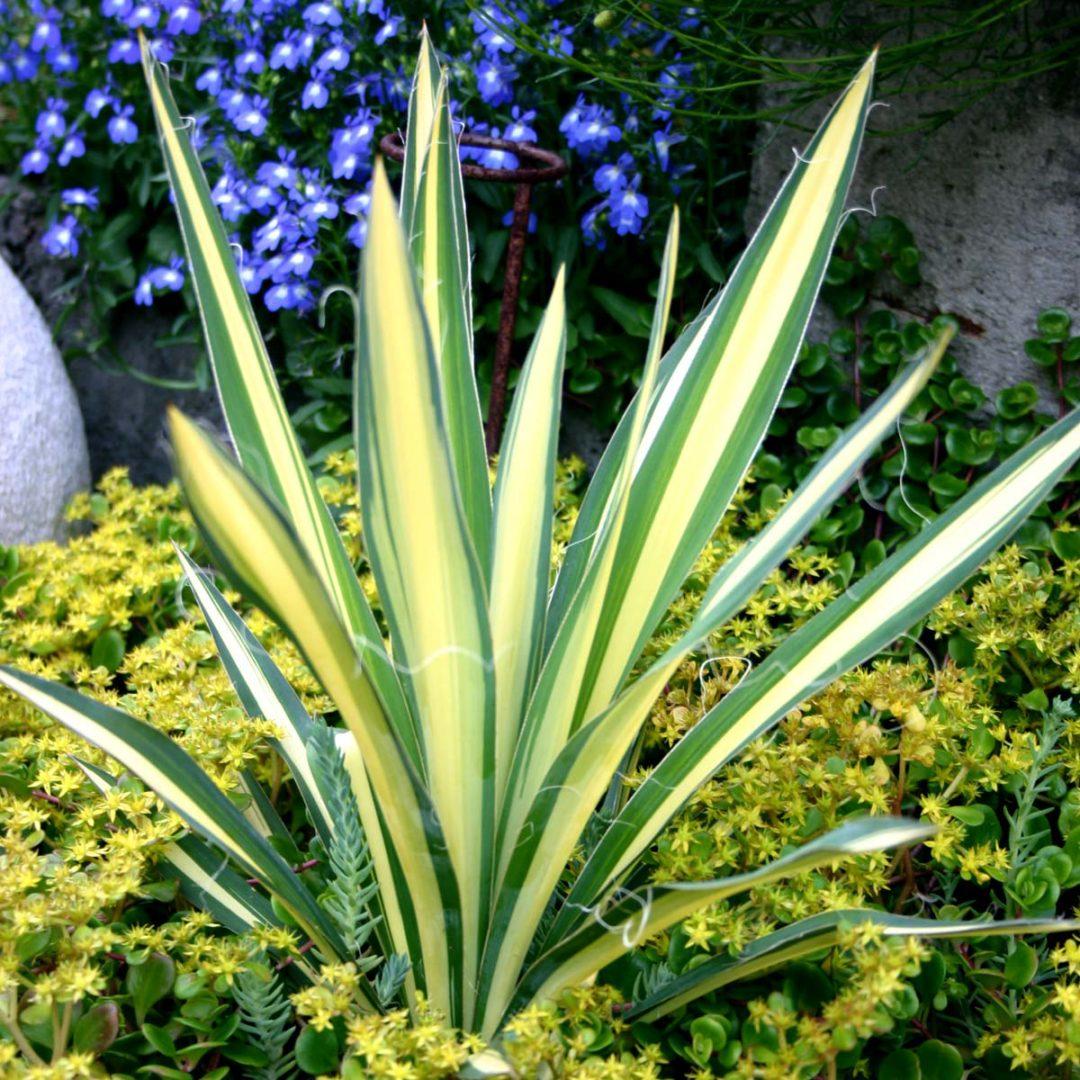 Yucca Filamentosa Color Guard - View 17 from www redcrocus com