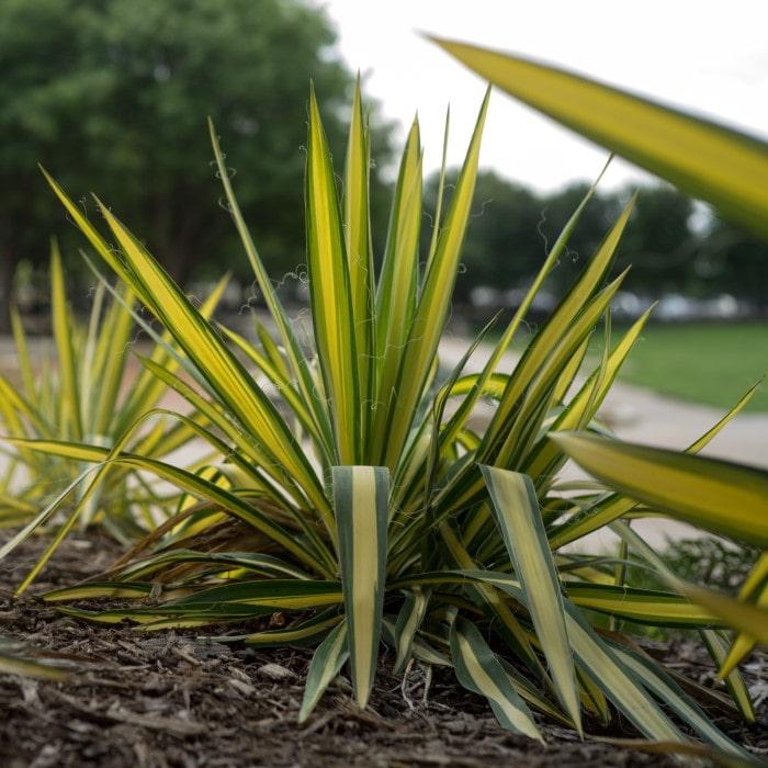 Yucca Filamentosa Color Guard - View 19 from www redcrocus com