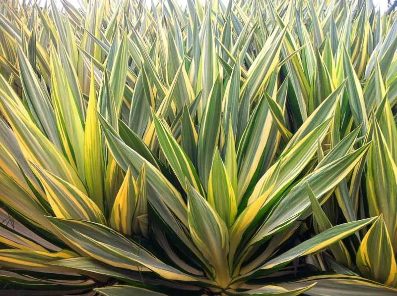 Yucca Filamentosa Color Guard - View 2 from www redcrocus com