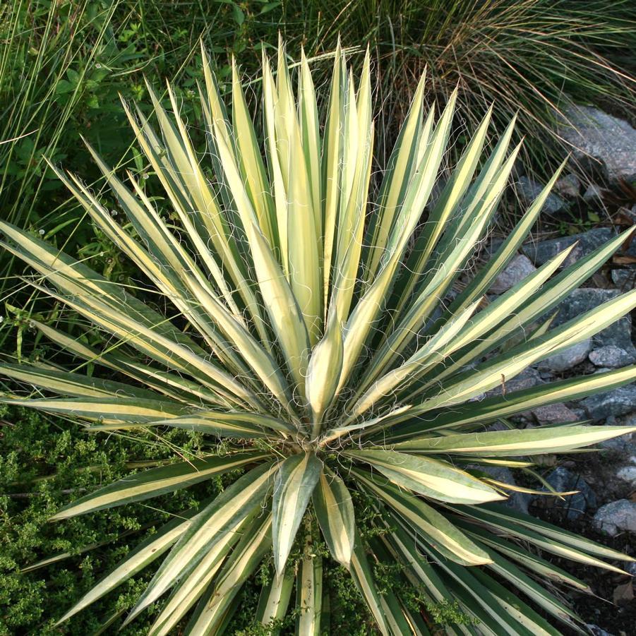 Yucca Filamentosa Color Guard - View 3 from www redcrocus com