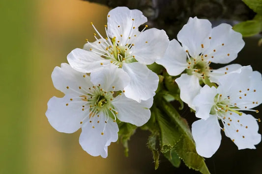 Prunus Avium Bing Sweet Cherry - View 13 from www redcrocus com