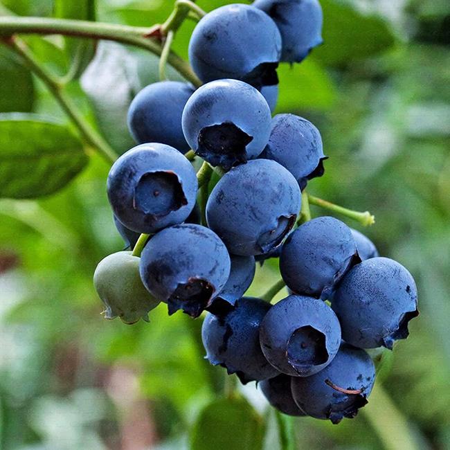 Blueberry Vaccinium Corymbosum Jersey - View 11 from www redcrocus com