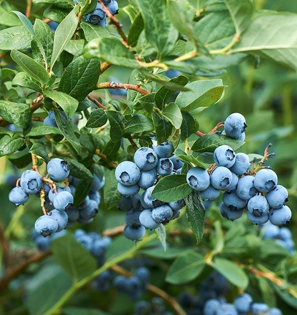Blueberry Vaccinium Corymbosum Jersey - View 12 from www redcrocus com
