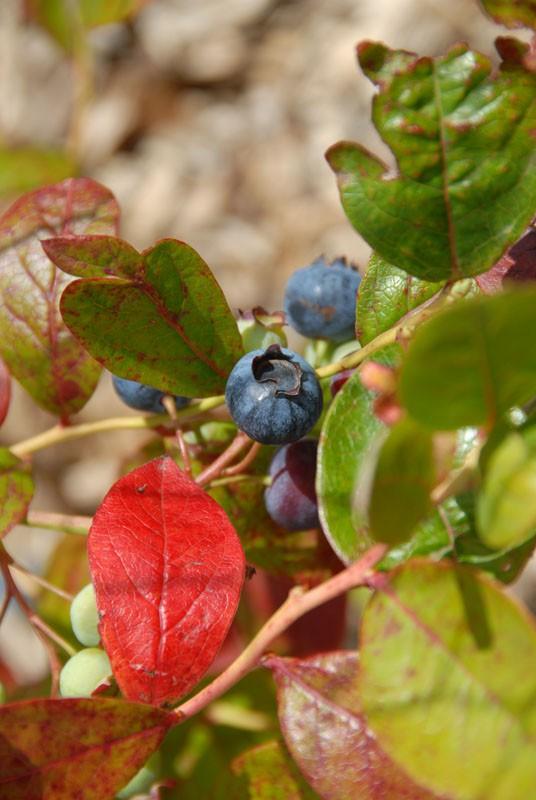 Blueberry Vaccinium Corymbosum Jersey - View 2 from www redcrocus com