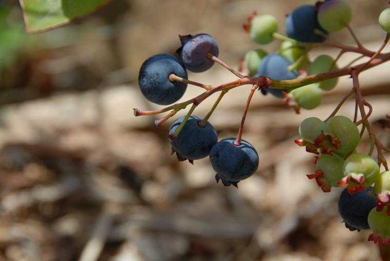 Blueberry Vaccinium Corymbosum Jersey - View 3 from www redcrocus com