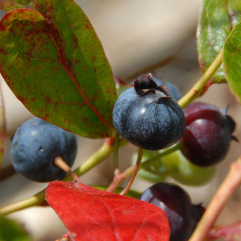 Blueberry Vaccinium Corymbosum Jersey - View 4 from www redcrocus com