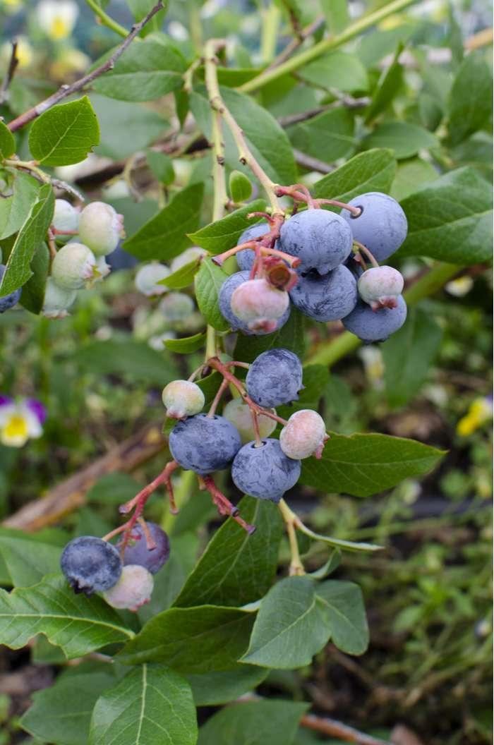 Blueberry Vaccinium Corymbosum Jersey - View 5 from www redcrocus com