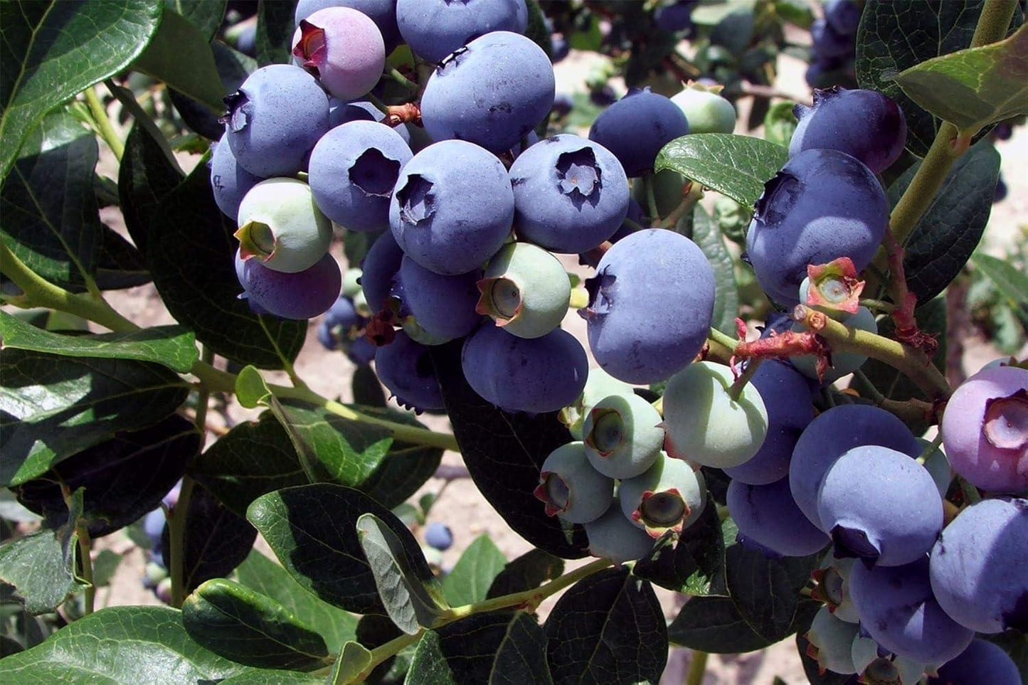 Blueberry Vaccinium Corymbosum Jersey - View 6 from www redcrocus com