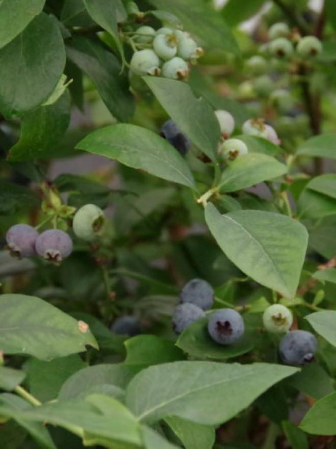Blueberry Vaccinium Corymbosum Jersey - View 7 from www redcrocus com
