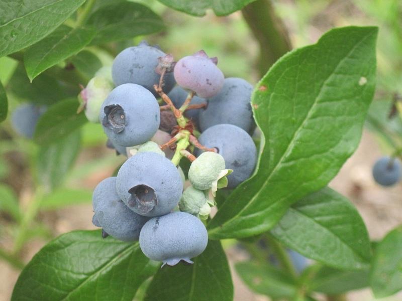 Blueberry Vaccinium Corymbosum Jersey - View 8 from www redcrocus com