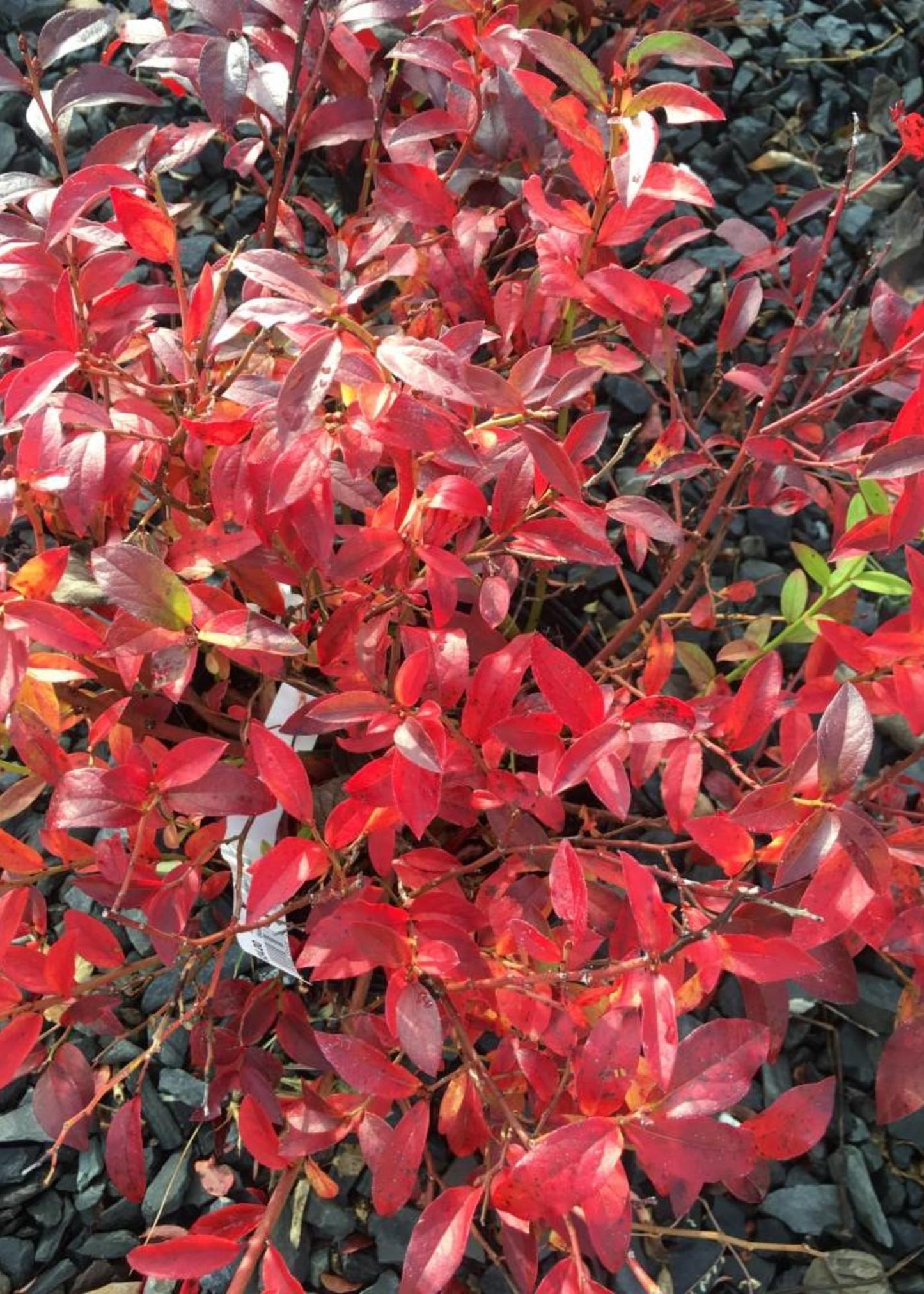Blueberry Vaccinium Corymbosum - View 8 from www redcrocus com