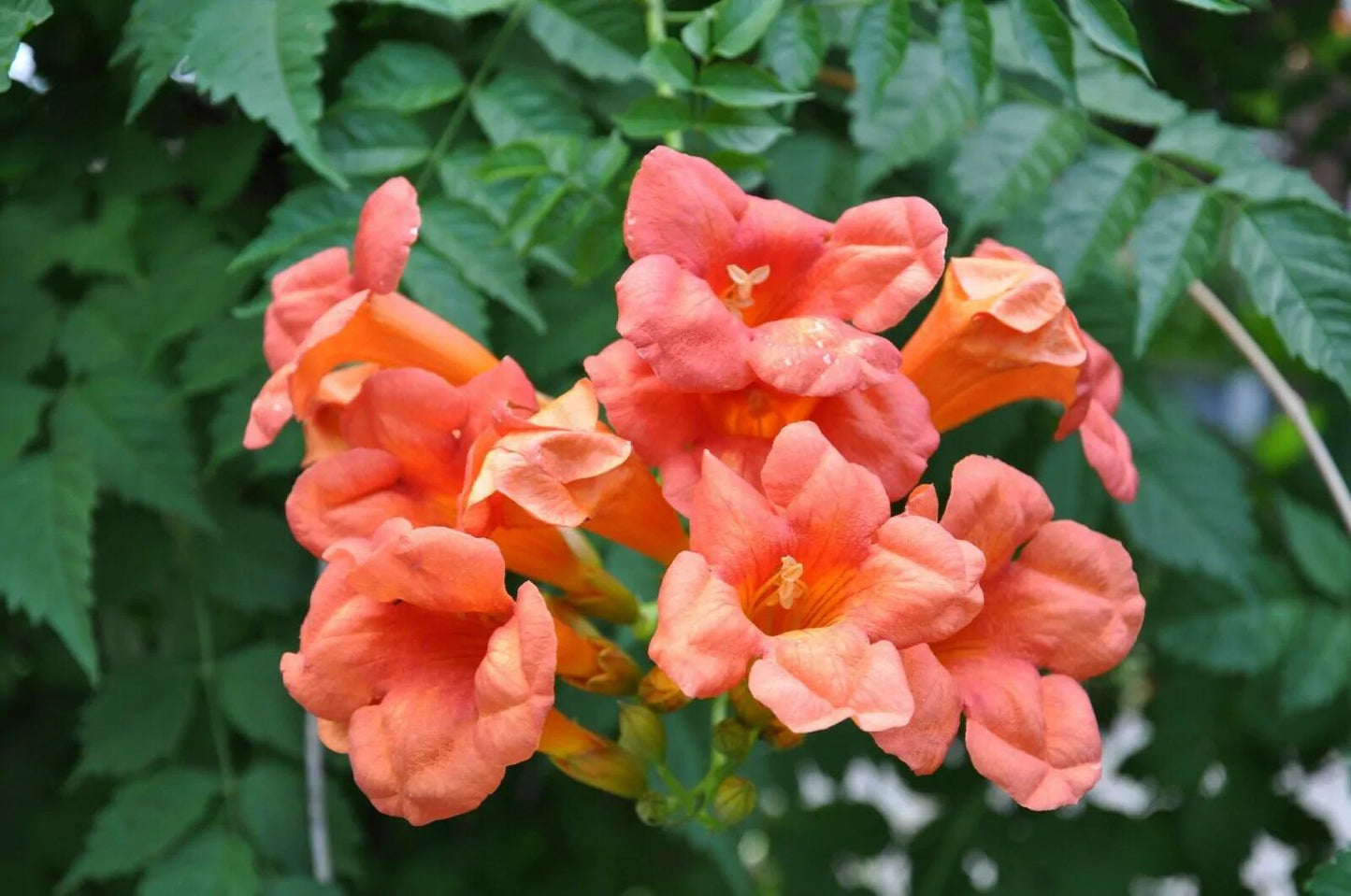 Campsis Radicans - View 10 from www redcrocus com