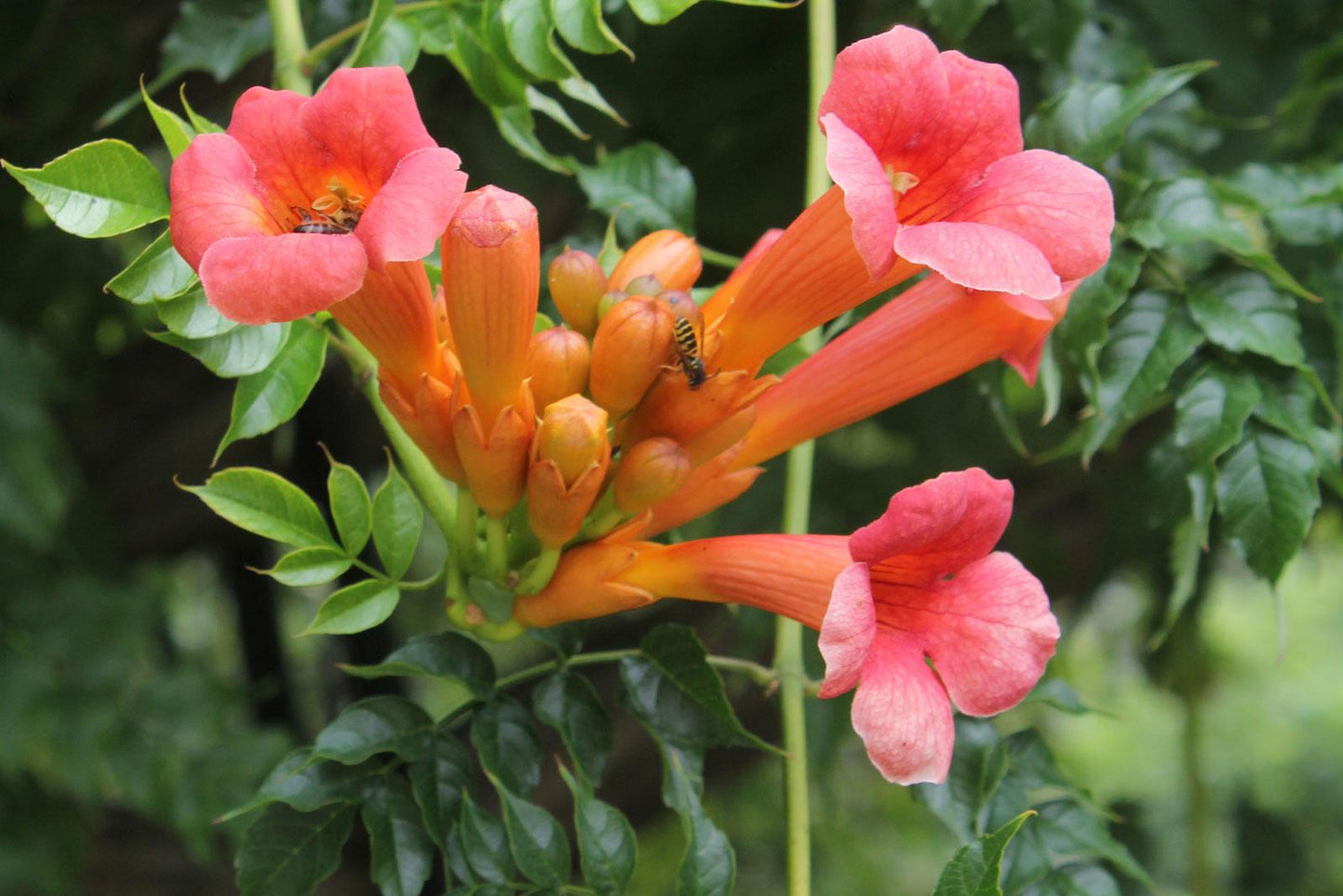 Campsis Radicans - View 11 from www redcrocus com