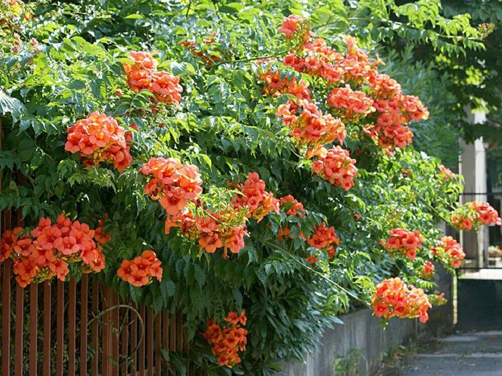Campsis Radicans - View 12 from www redcrocus com