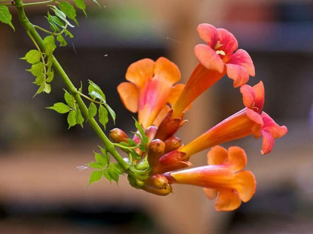 Campsis Radicans - View 13 from www redcrocus com