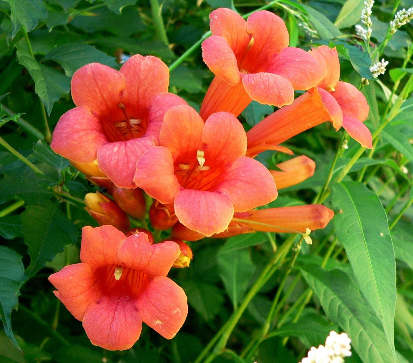 Campsis Radicans - View 14 from www redcrocus com