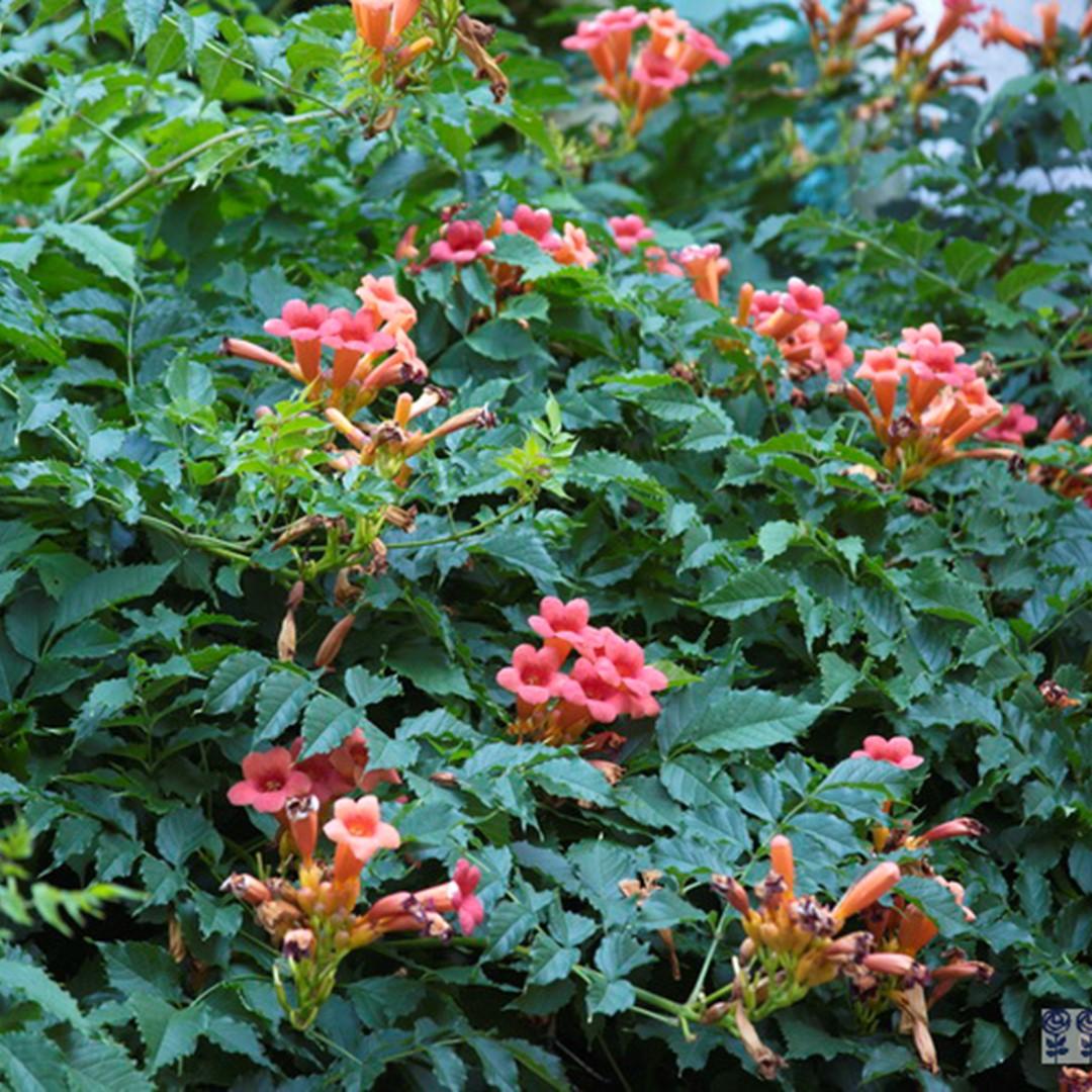 Campsis Radicans - View 16 from www redcrocus com