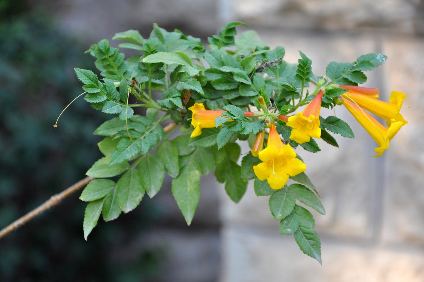 Campsis Radicans - View 17 from www redcrocus com