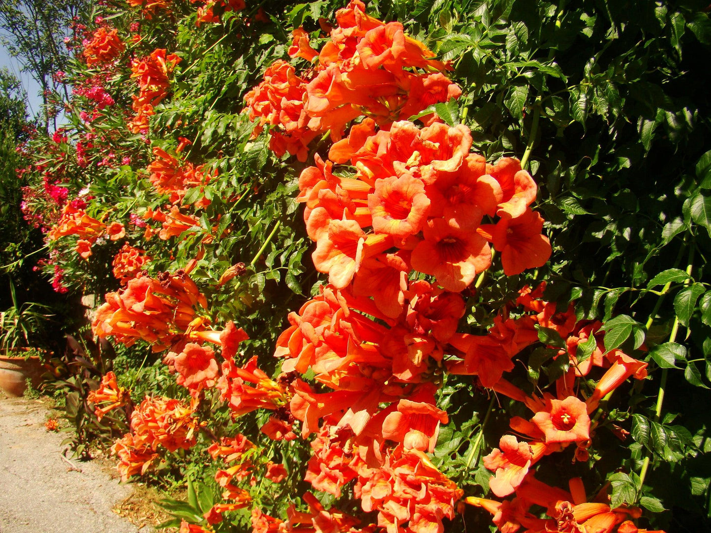 Campsis Radicans - View 18 from www redcrocus com