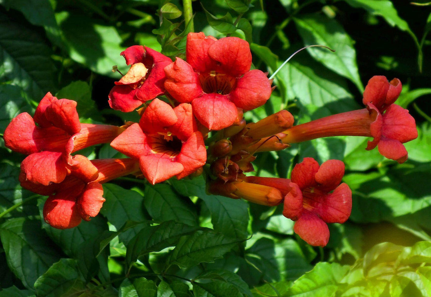 Campsis Radicans - View 19 from www redcrocus com