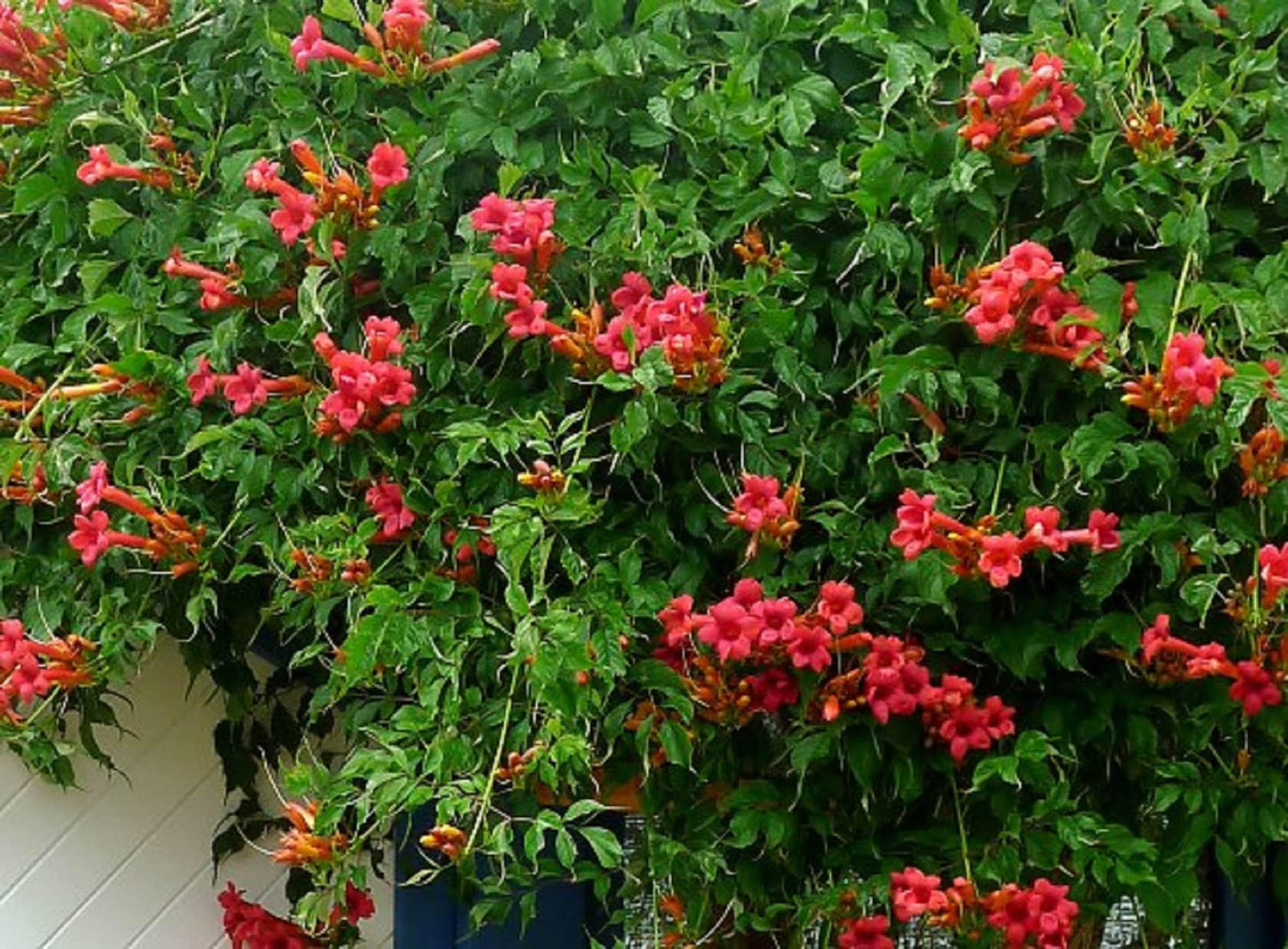 Campsis Radicans - View 20 from www redcrocus com