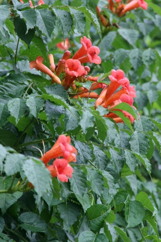 Campsis Radicans - View 21 from www redcrocus com