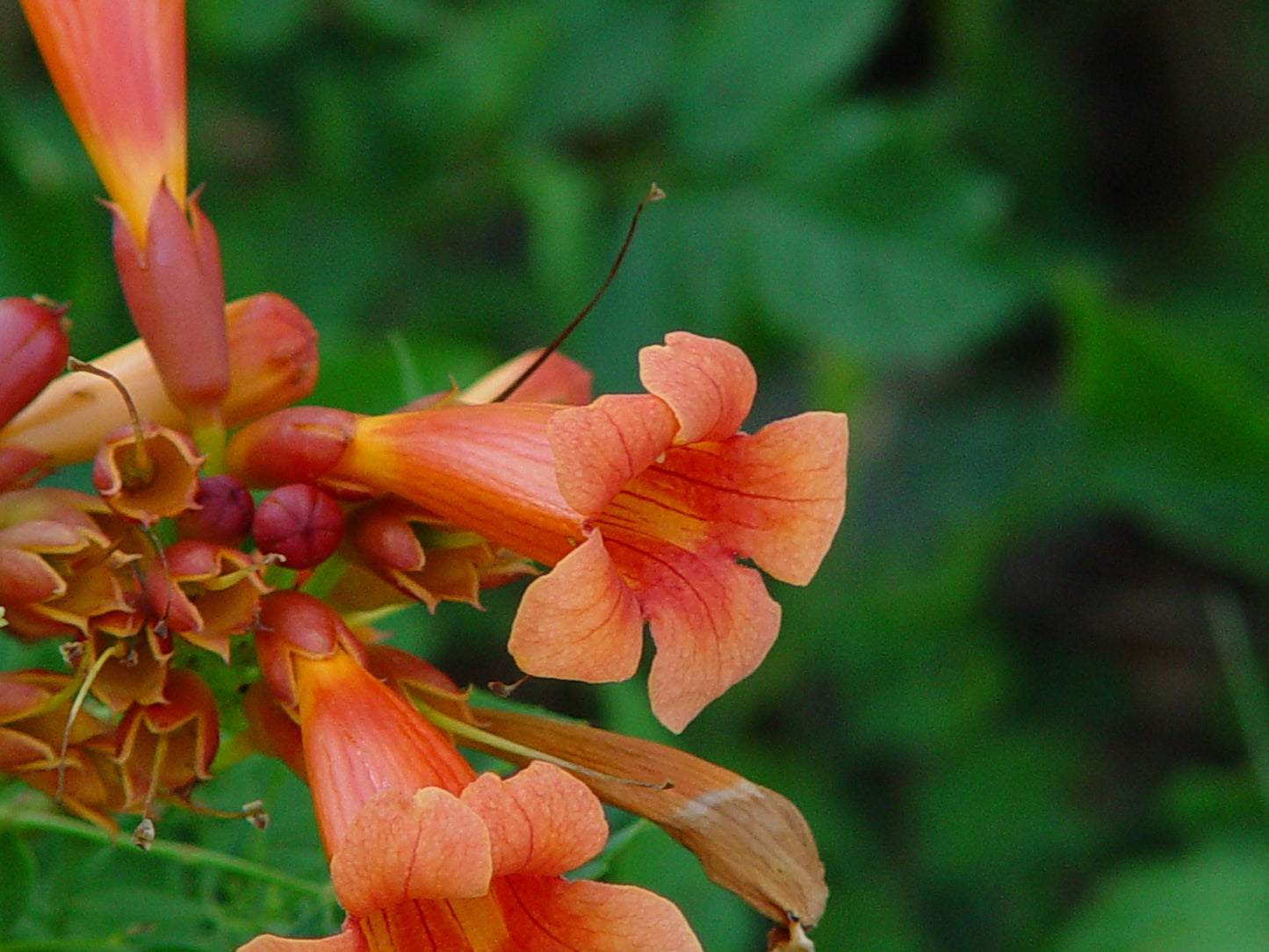 Campsis Radicans - View 22 from www redcrocus com