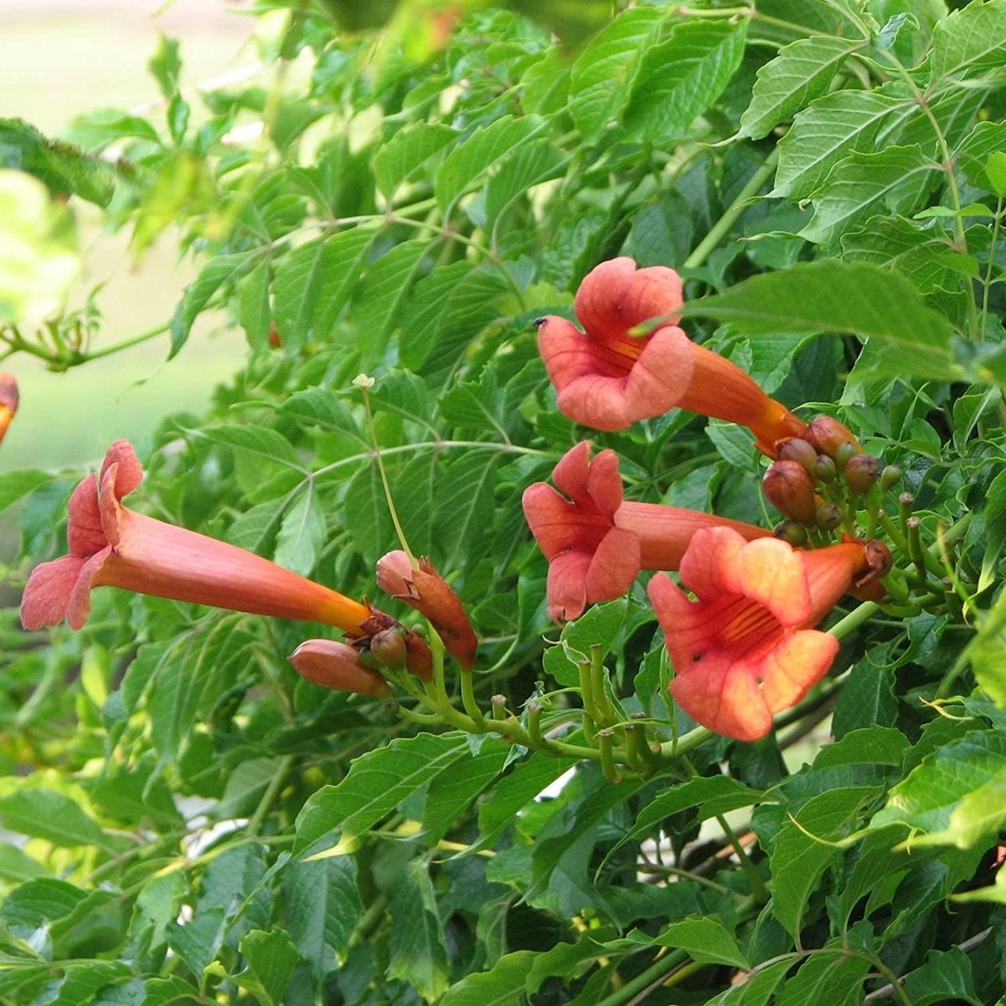 Campsis Radicans - View 23 from www redcrocus com
