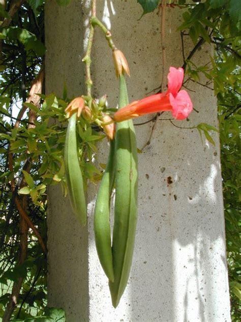 Campsis Radicans - View 2 from www redcrocus com