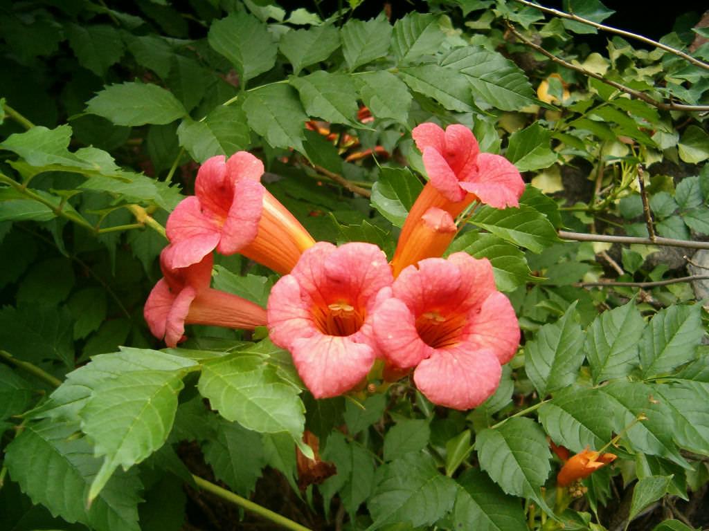 Campsis Radicans - View 3 from www redcrocus com