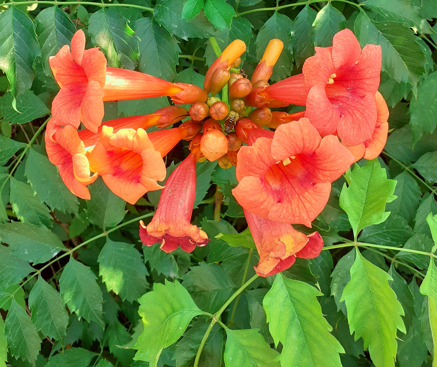 Campsis Radicans - View 4 from www redcrocus com