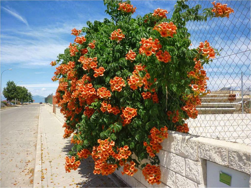 Campsis Radicans - View 5 from www redcrocus com