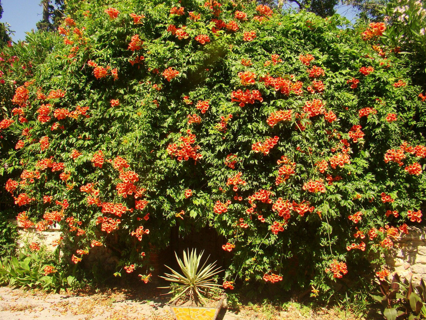 Campsis Radicans - View 6 from www redcrocus com