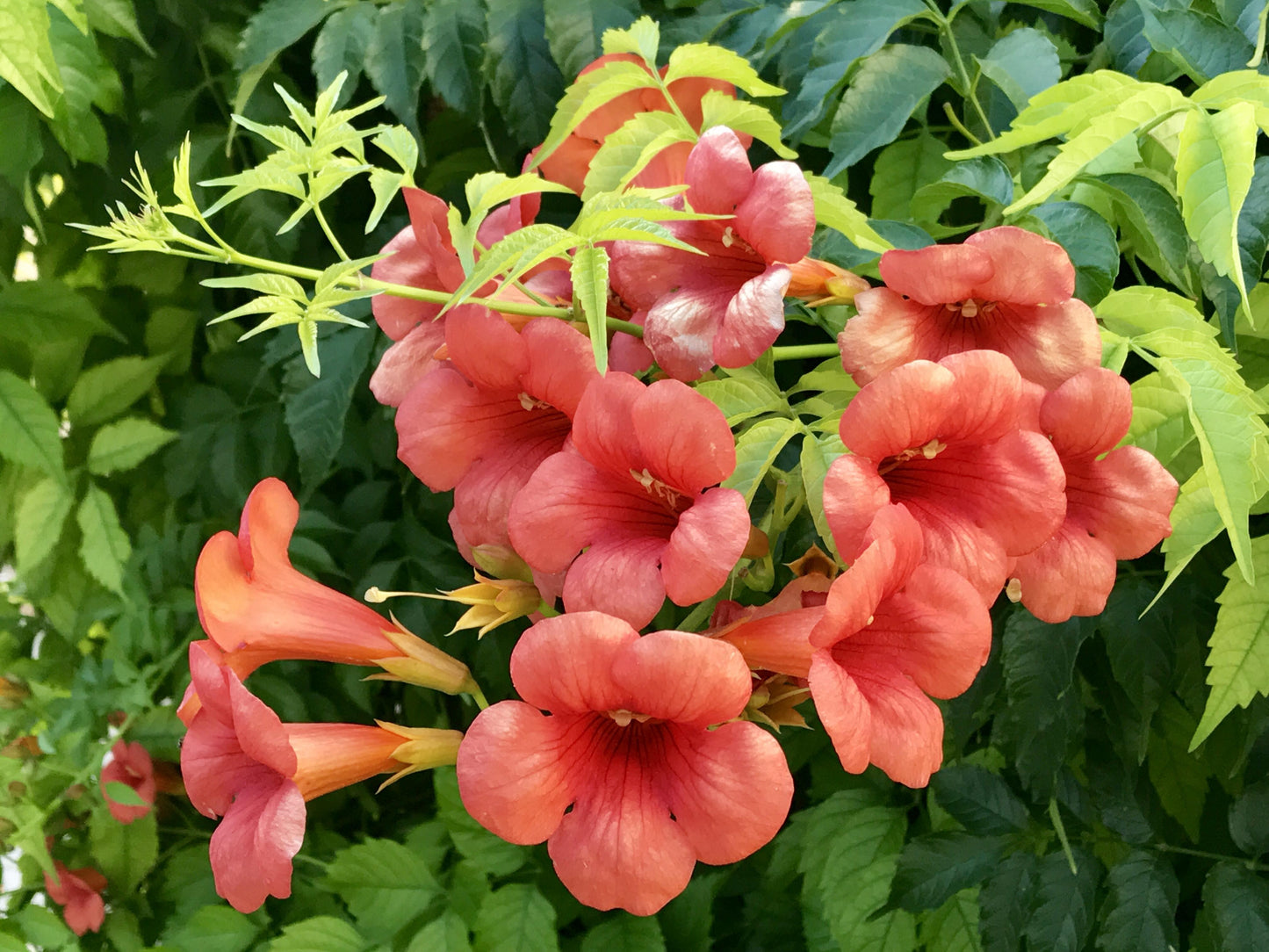 Campsis Radicans - View 7 from www redcrocus com