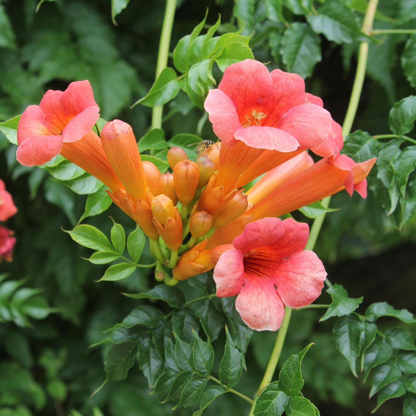 Campsis Radicans - View 8 from www redcrocus com
