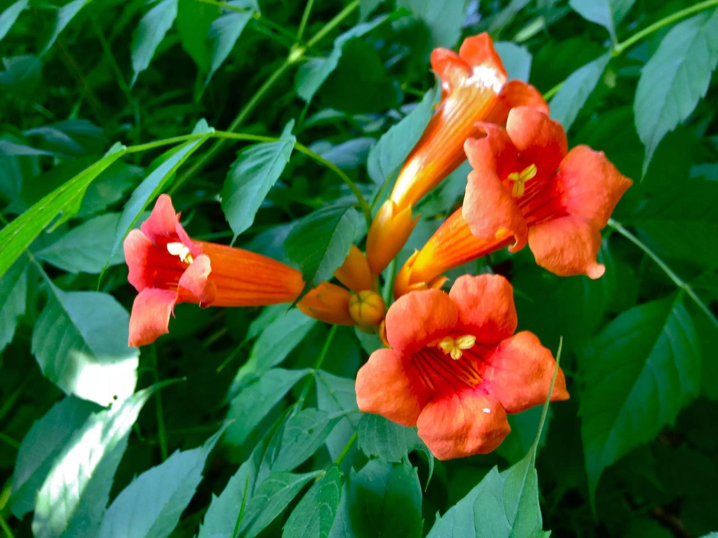 Campsis Radicans - View 9 from www redcrocus com