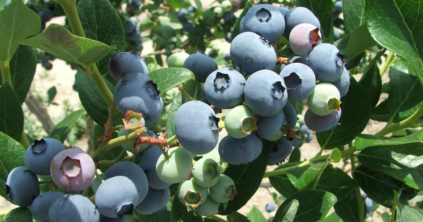 Blueberry Vaccinium Corymbosum Blue Crop - View 10 from www redcrocus com