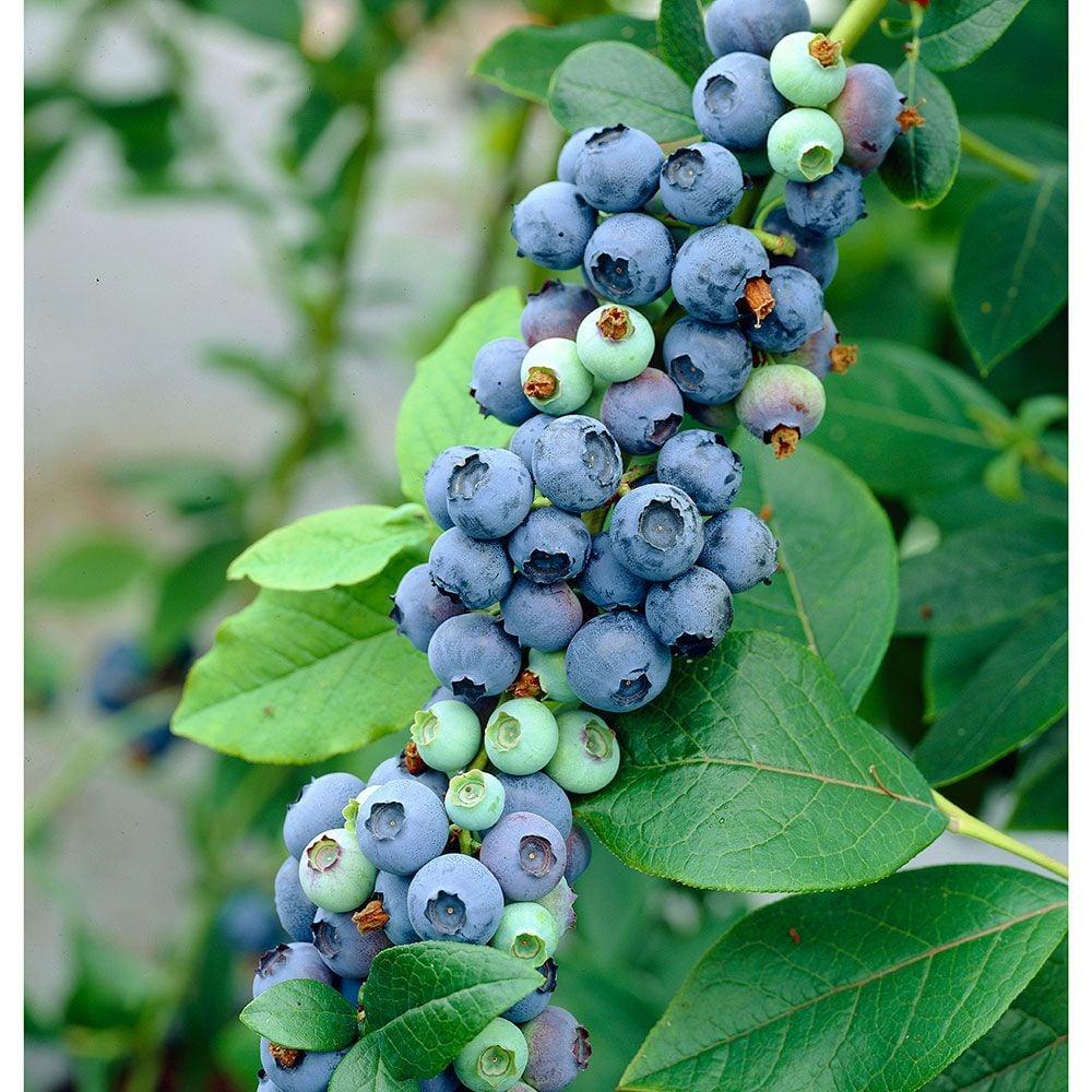 Blueberry Vaccinium Corymbosum Blue Crop - View 11 from www redcrocus com