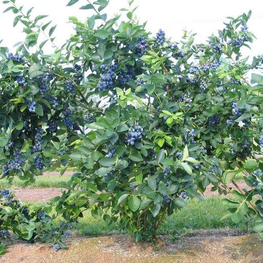 Blueberry Vaccinium Corymbosum Blue Crop - View 12 from www redcrocus com