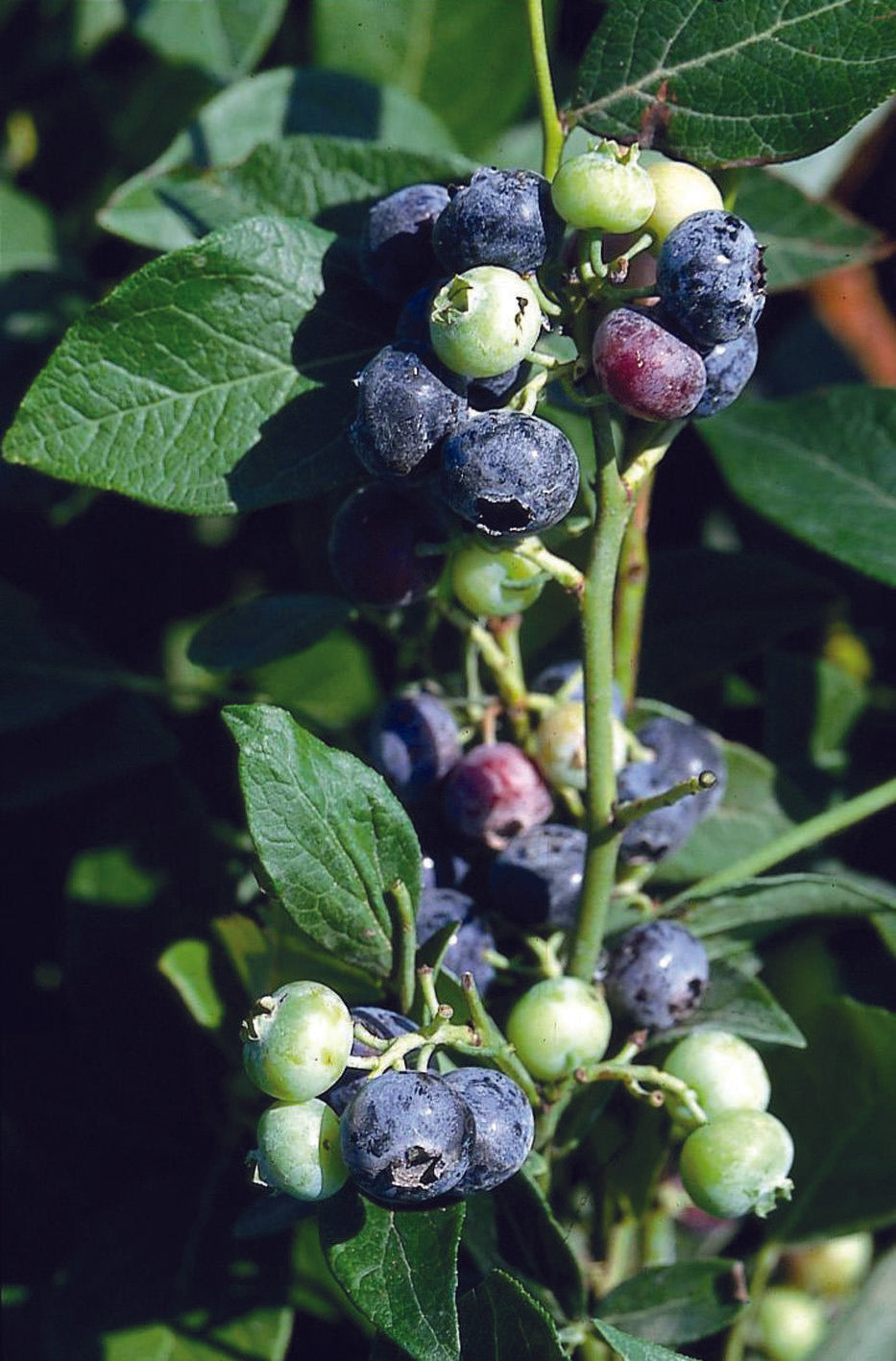 Blueberry Vaccinium Corymbosum Blue Crop - View 13 from www redcrocus com