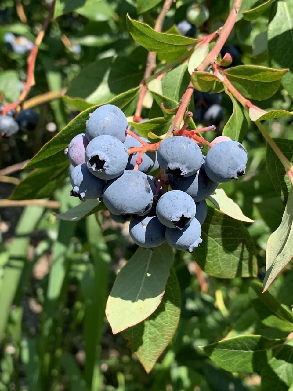 Blueberry Vaccinium Corymbosum Blue Crop - View 14 from www redcrocus com
