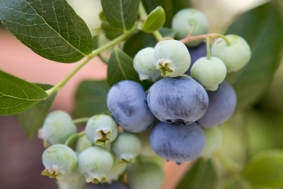 Blueberry Vaccinium Corymbosum Blue Crop - View 15 from www redcrocus com
