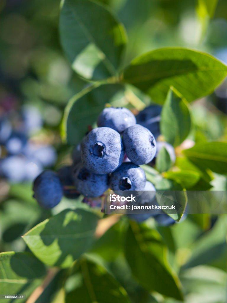 Blueberry Vaccinium Corymbosum Blue Crop - View 2 from www redcrocus com