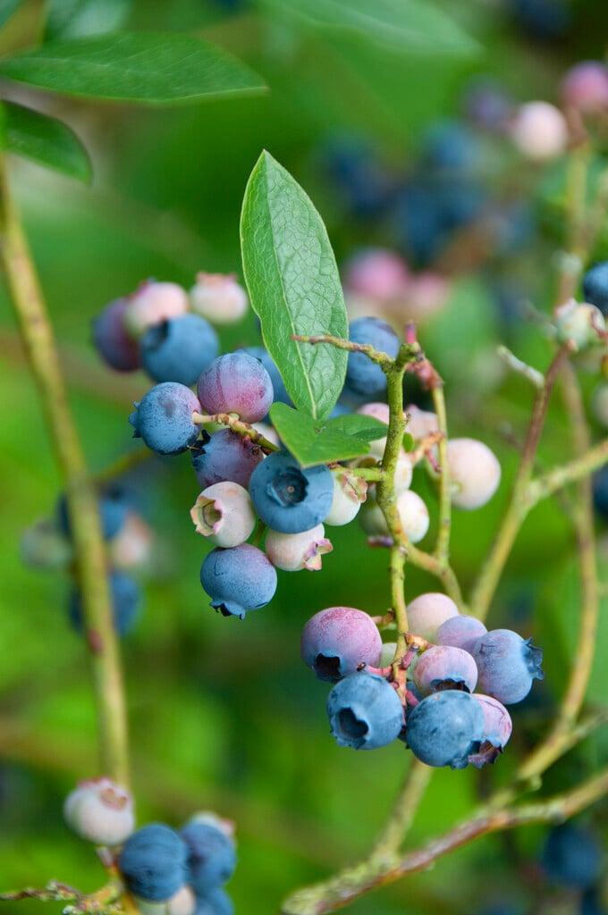 Blueberry Vaccinium Corymbosum Blue Crop - View 3 from www redcrocus com